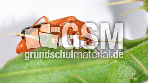 Roter Weichkäfer_3.jpg